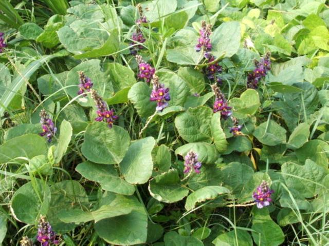 野葛 野葛（野葛花） 生活
