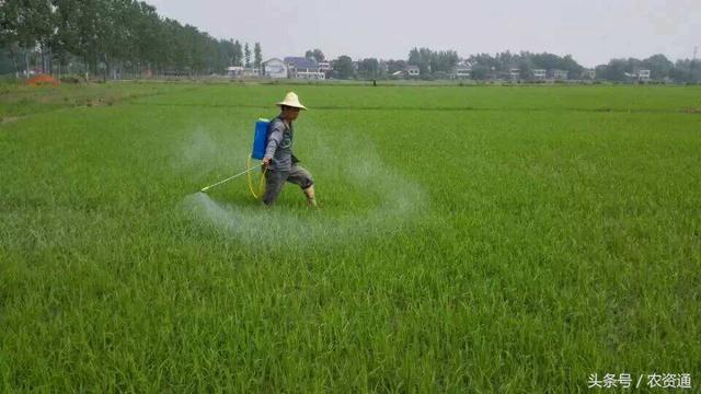 这些除草剂一般需要加入安全剂才能使用