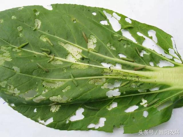 这个药对抗性害虫棉铃虫、菜青虫、小菜蛾、甜菜夜蛾等有特效