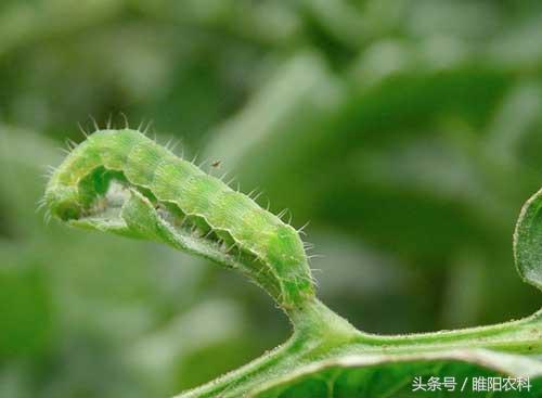 这个药对抗性害虫棉铃虫、菜青虫、小菜蛾、甜菜夜蛾等有特效2