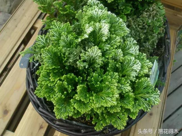 蕨类植物