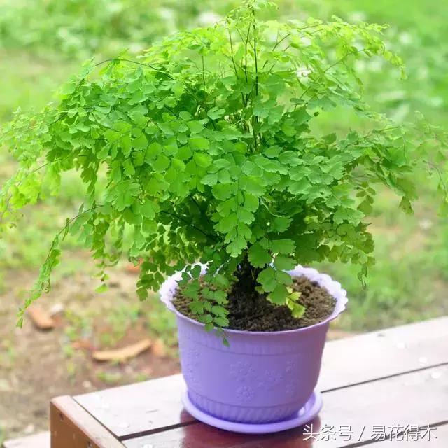 蕨类植物