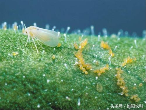 防治蚜虫、粉虱、绿叶蝉特效药，30分钟停止危害，1小时死虫1