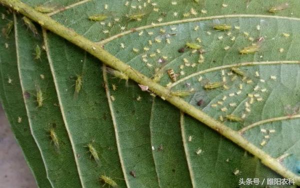 防治蚜虫、粉虱、绿叶蝉特效药，30分钟停止危害，1小时死虫