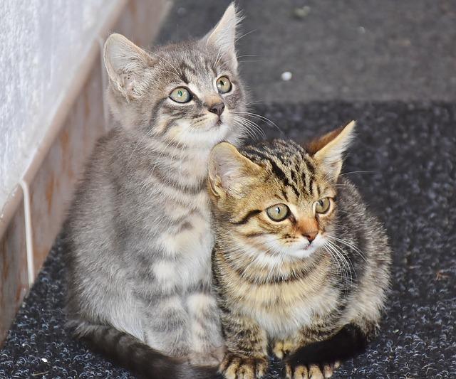 宠物猫哪里有卖