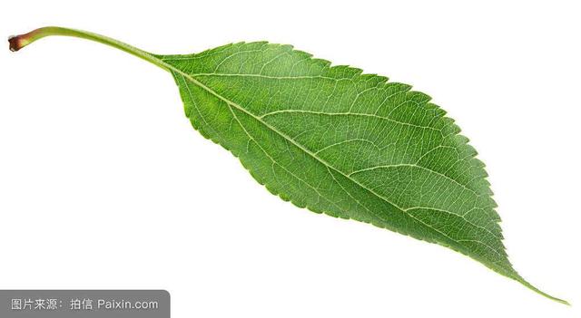 苹果叶 苹果叶(苹果叶子) 健康