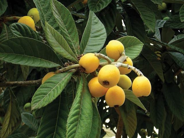 杷中药材枇杷叶功效作用