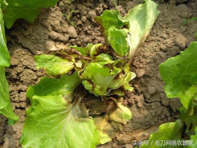 根部腐烂生菜软腐病不用愁，发生了要趁早用药防治！1