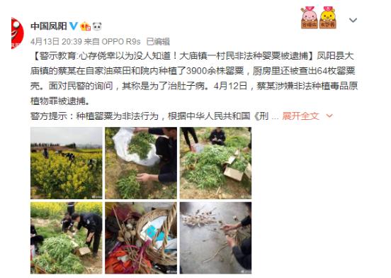 可卡因的原植物是什么