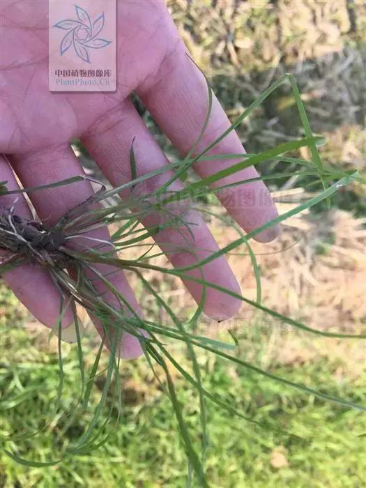 「植保技术」麦田杂草识别与区分（禾本科篇）14