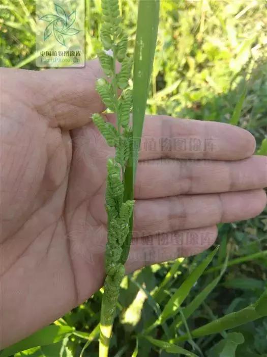 「植保技术」麦田杂草识别与区分（禾本科篇）37