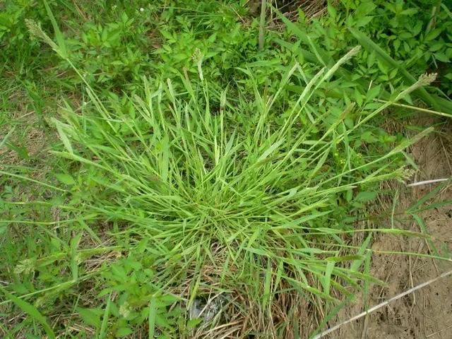 「植保技术」麦田杂草识别与区分（禾本科篇）47