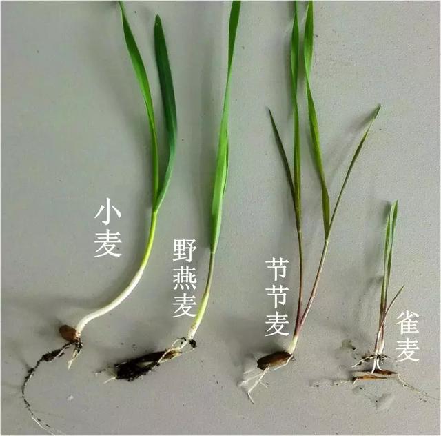 「植保技术」麦田杂草识别与区分（禾本科篇）64