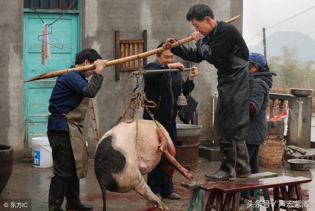 当时村里几乎家家养猪,为的是过年时吃肉,也有人家过年时杀掉猪卖钱.