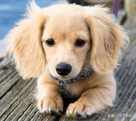 狗狗耳朵垂下去是怎么回事(狗狗耳朵突然下垂怎么办)-艾拉养犬