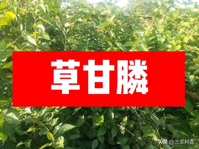 慎用：风靡全球50年的“农药之王”草甘膦可别乱用，后果严重1