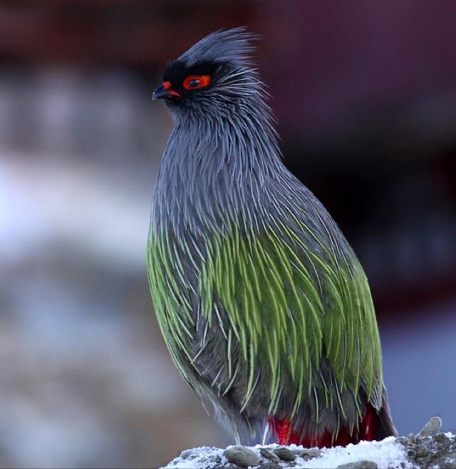 大绿雀鹎