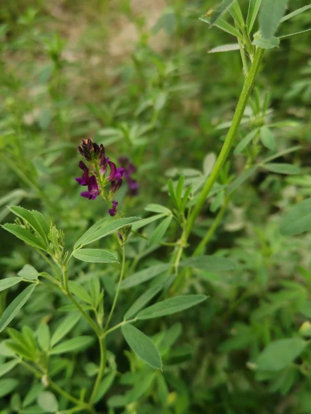 一,苜蓿怎么读什么意思