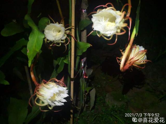 昙花的图片