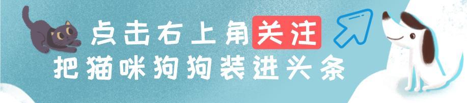 孙红雷狗