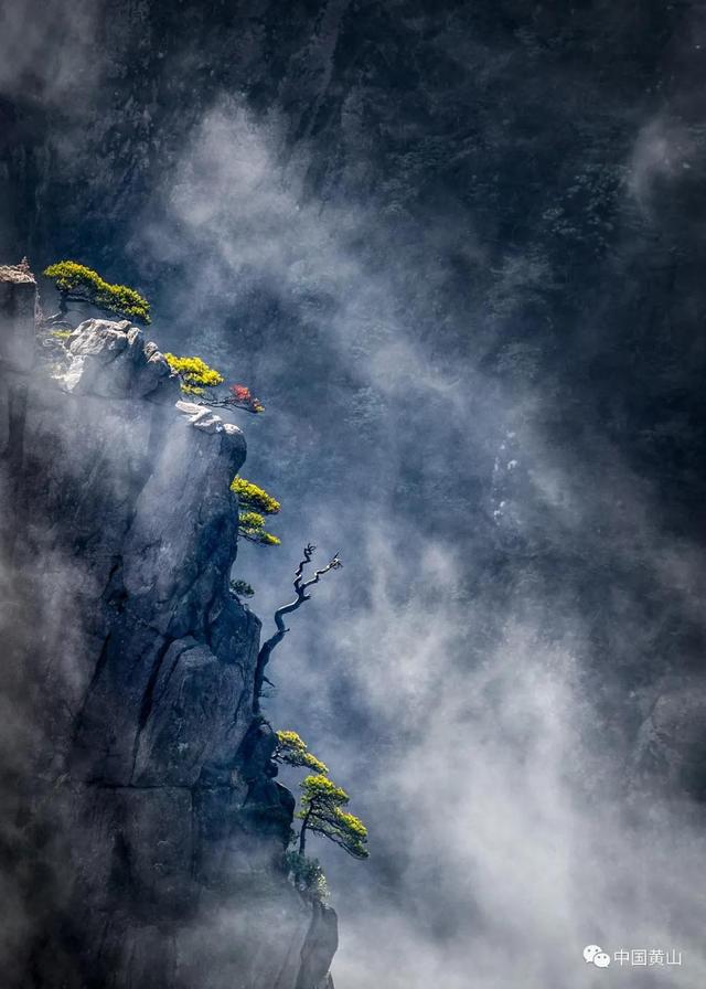 黄山松名木  黄山松