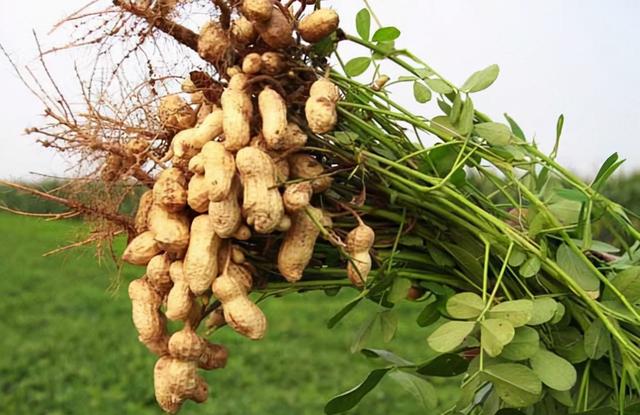 生花生与熟花生，哪个更营养呢？提醒：这3类人群尽量少碰