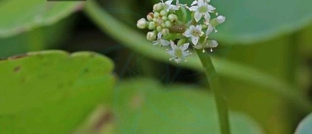 名字叫“鹅不食草”的植物有哪几种，你知道吗？3