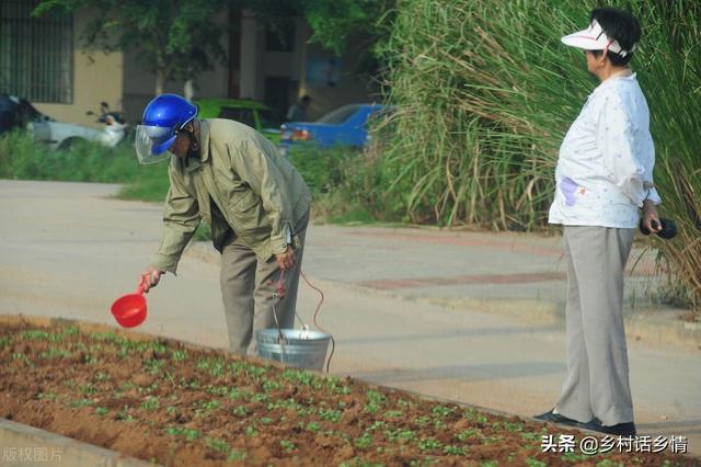 家里留下来的种菜方法，啥化肥也不用施，蔬菜高产还好吃7