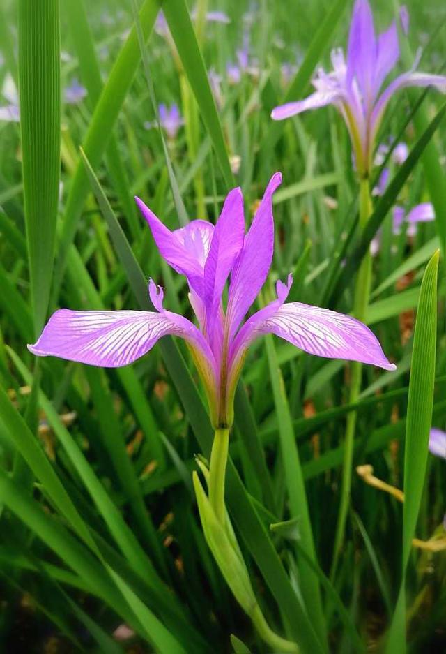 鸢尾花花语