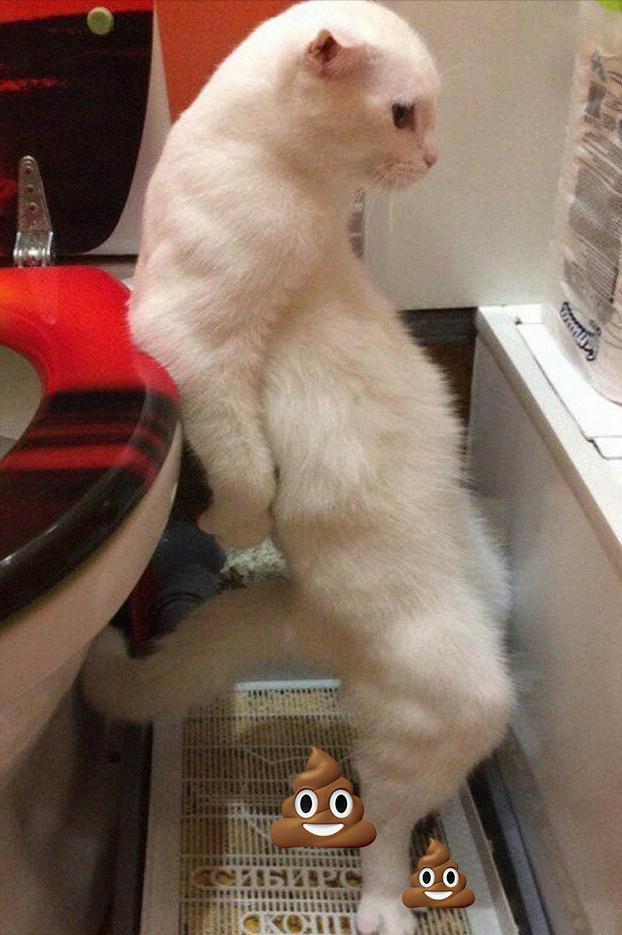 猫照片