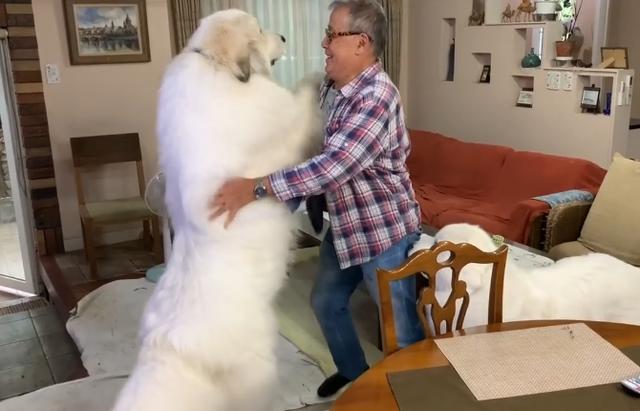 大白熊狗