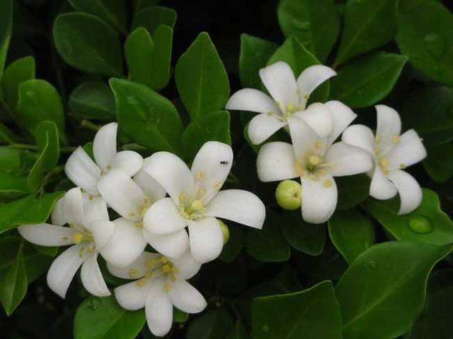 九里香花适合在室内养吗 九里香花适合在室内养吗（九里香是否适合在室内养） 生活