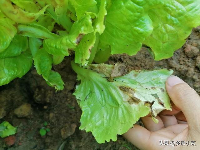 春季多雨，茂盛莴笋现低温高湿型病害？叶子异常斑点，早摘叶拔株3