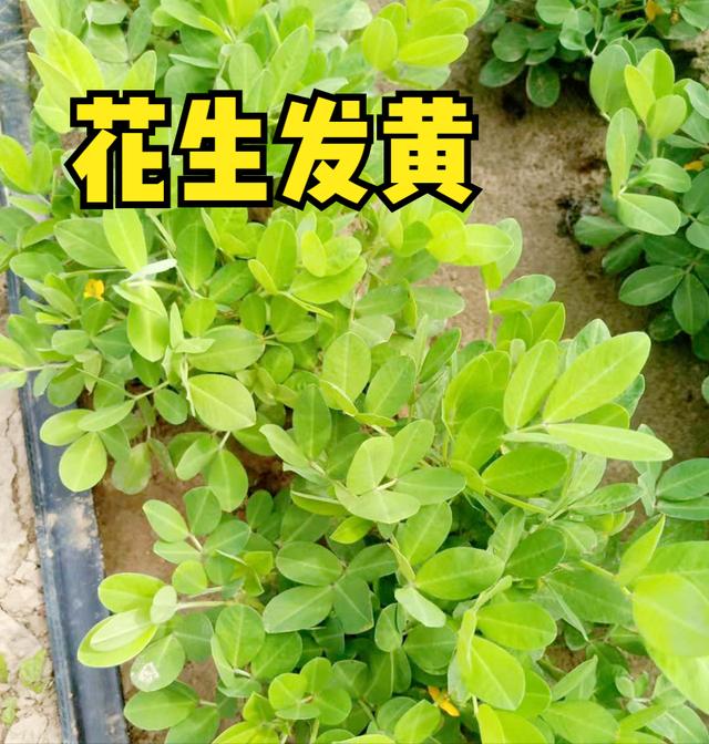 花生发黄怎么回事？做好下面3点，花生快速返青、长势旺1