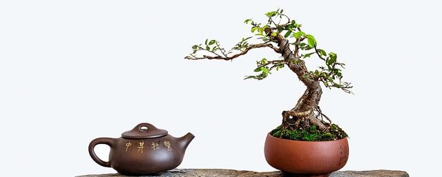 造型罗汉松(造型罗汉松是常绿还是落叶) 生活 造型罗汉松 造型罗汉松(造型罗汉松是常绿还是落叶) 生活