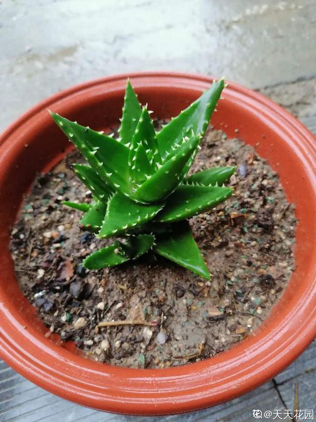 芦荟开花 芦荟开花（芦荟开花图片） 生活