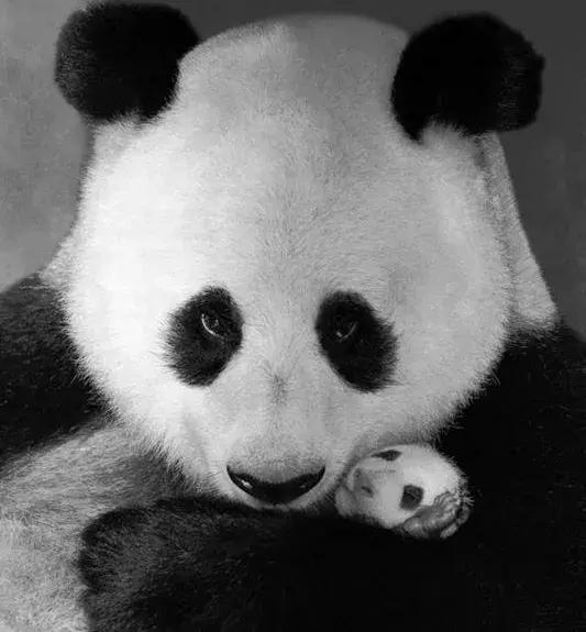 关于熊猫的资料 关于熊猫的资料（关于熊猫的资料和信息） 生活
