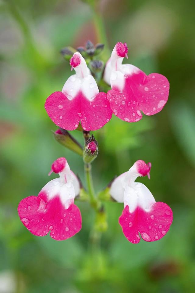 夏天开的花 夏天开的花（夏天开的花树） 生活