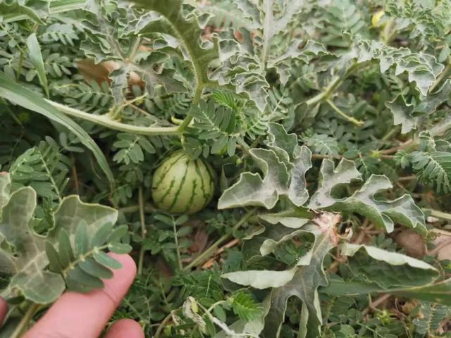 植物感染真菌病害，这三种杀菌药很适合3