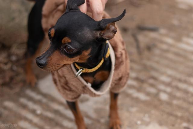 鹿犬