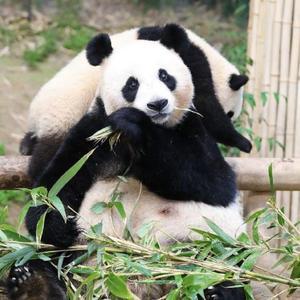 篮球小熊猫