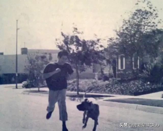 大丹犬介绍