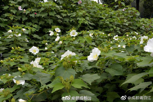 芙蓉代表什么意思