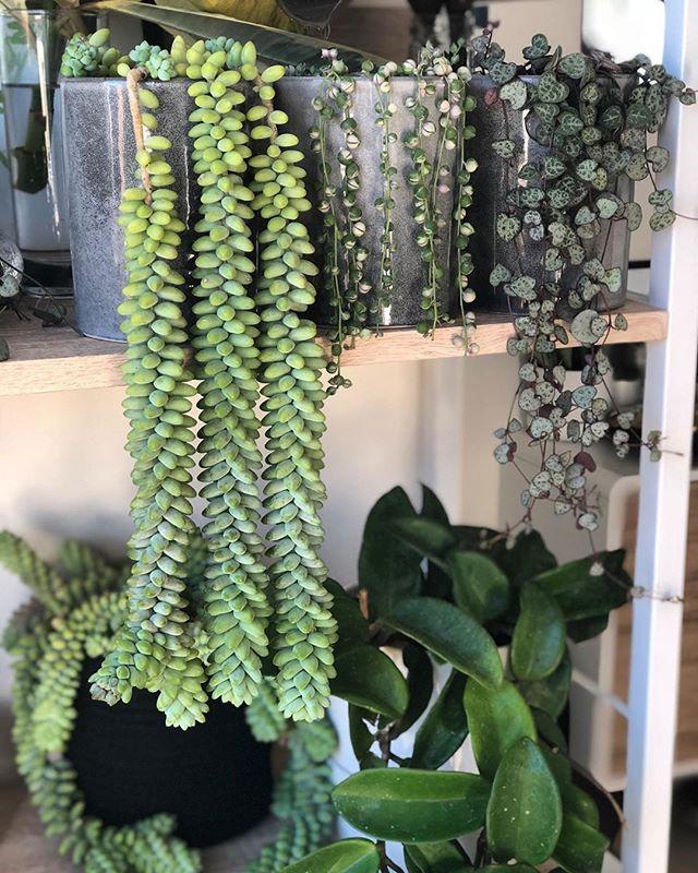 翡翠景天
