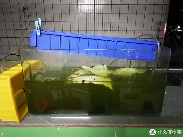 苹果螺图片