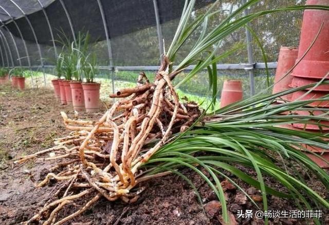 太恶心了，兰花盆里生出了千足虫，遇到这种情况两种方法可以清除4