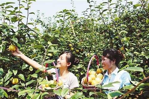 梨树病虫害 梨树病虫害（梨树病虫害防治用药） 生活