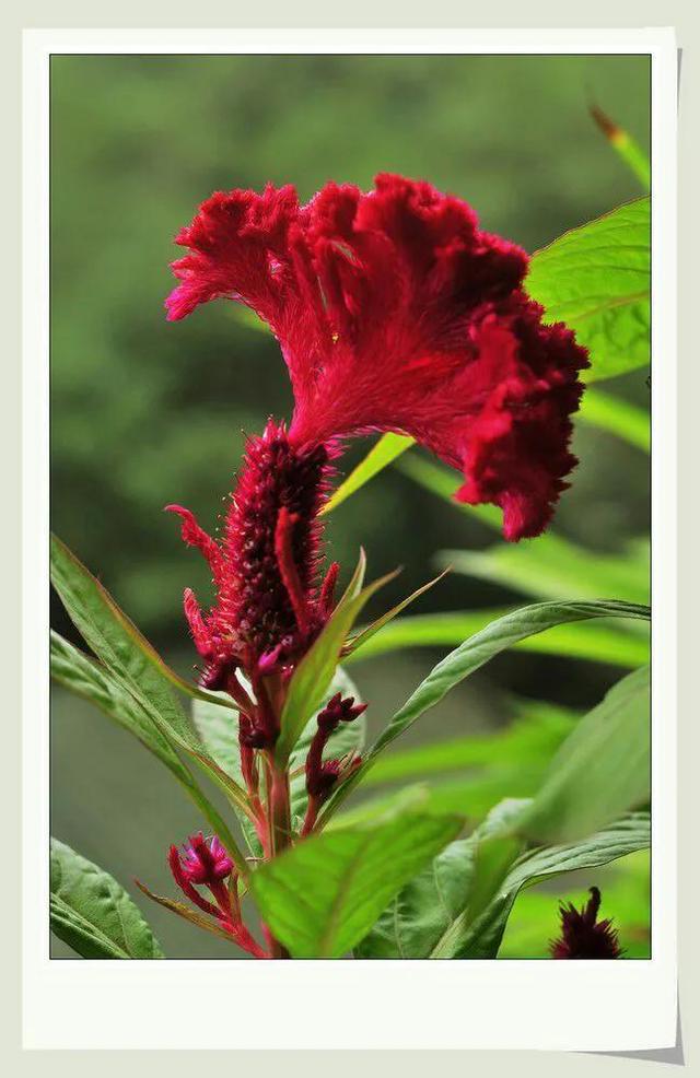 商女不知亡国恨 隔江犹唱后庭花 后庭花 到底是什么 全网搜