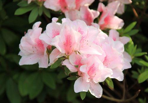 杜鹃花什么时候开 杜鹃花什么时候开（杜鹃花什么时候开花几点） 生活