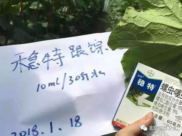 甜瓜病虫害发生多，拜耳携手实战专家提供解决方案！13